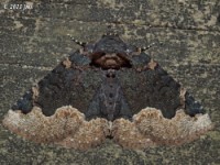 Horrid Zale Moth