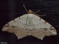 Geometrid Moth