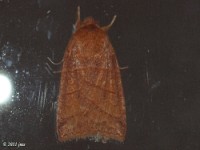 Owlet Moth