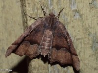 Hubner's Pero Moth