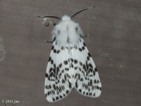 Fall Webworm Moth