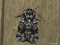 Night-wandering Dagger Moth