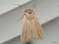 Adjutant Wainscot Moth