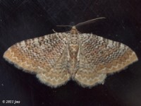 Ferguson's Scallop Shell Moth