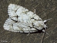 Dagger Moth