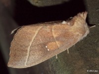 White-dotted Prominent Moth