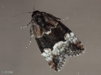 George's Midget Moth