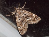 Owlet Moth