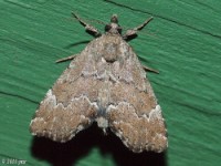 Owlet Moth