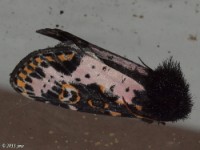 Spanish Moth