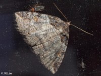 Bold-based Zale Moth