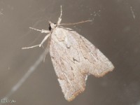 Owlet Moth