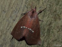 Large Necklace Moth