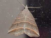 Yellow-lined Owlet Moth