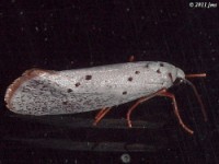 Tropical Burnet Moth