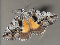 False Underwing Moth