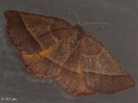 Yellow-washed Metarranthis Moth