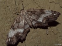 One-spotted Variant Moth