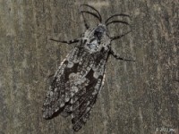 Carpenterworm Moth