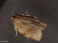 Broken-banded Leafroller Moth