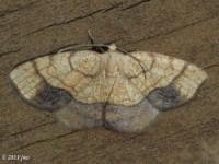 Horned Spanworm Moth