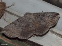 Owlet Moth