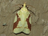 Aproned Sparganothis Moth