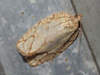 Oak Leafroller Moth