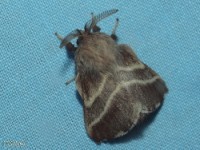 Eastern Tent Caterpillar Moth