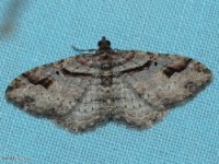 Bent-line Carpet Moth