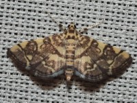 Checkered Apogeshna Moth