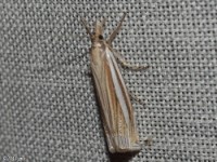 Eastern Grass-veneer Moth