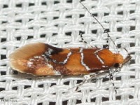 Orange-headed Epicallima Moth