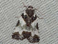 Tufted Bird-dropping Moth