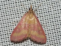 Southern Purple Mint Moth