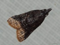 Tortricid Moth