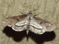 Obscure Pondweed Moth