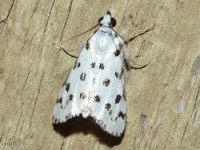 Spotted Peppergrass Moth