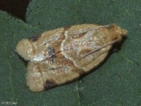 Garden Tortrix Moth