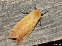 Isabella Tiger Moth