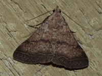 Bent-winged Owlet Moth