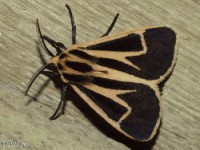 Harnessed Tiger Moth