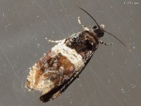 Tortricid Moth