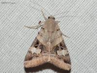 Indomitable Melipotis Moth