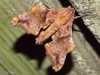 Small-eyed Sphinx Moth