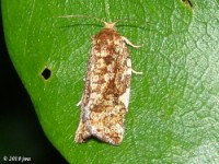 Fruit-Tree Leafroller Moth