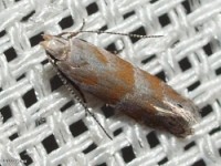 Stripe-backed Moth