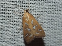 Fractured Western Snout Moth