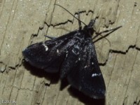 Crambid Snout Moth