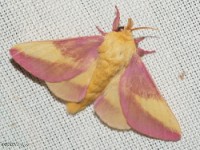 Rosy Maple Moth